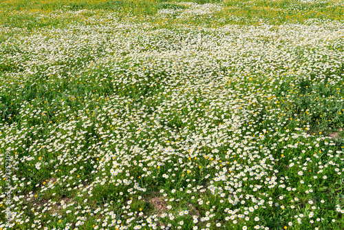 Flowery field of chamomile, aromatic and medicinal plant