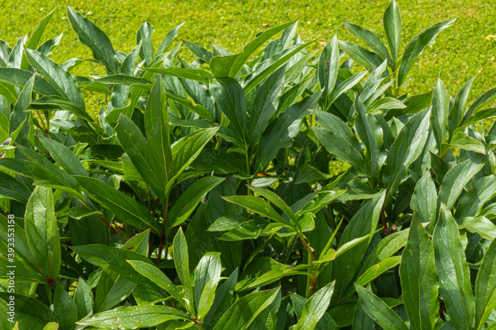 Obraz premium beautiful, natural, fresh, green, large plants, bushes, leaves in the garden, Park on a nice, bright day in summer