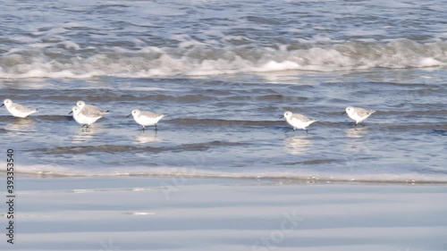 A flock of western sandpipers (Calidris mauri) walk at the beach, shorebirds against seawater. Essaouira, Morocco, Atlantic coast. photo