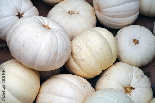 White pumpkins for sale in the fall