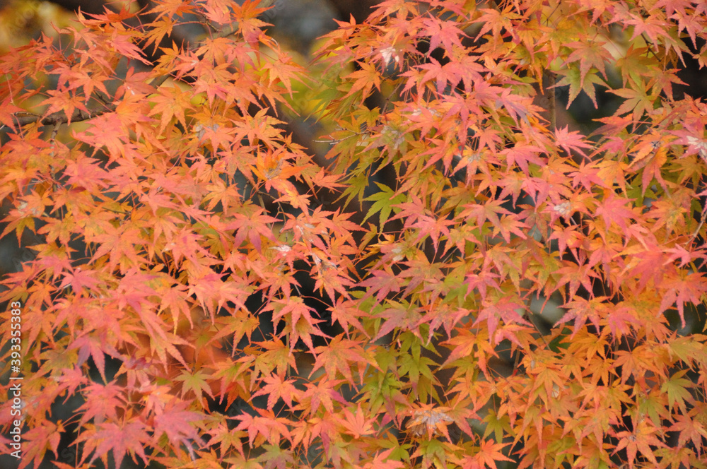 紅葉したカエデの葉