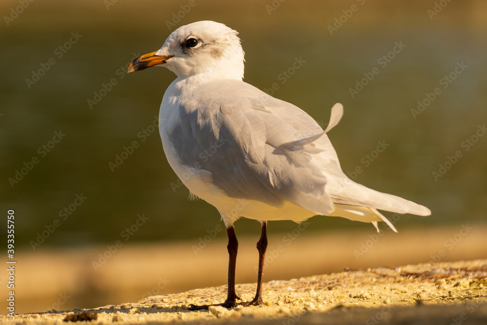 Mediterranean GullIchthyaetus melanocephalus Costa Ballena Cadiz Mediterranean GullIchthyaetus melanocephalus Costa Ballena Cadiz