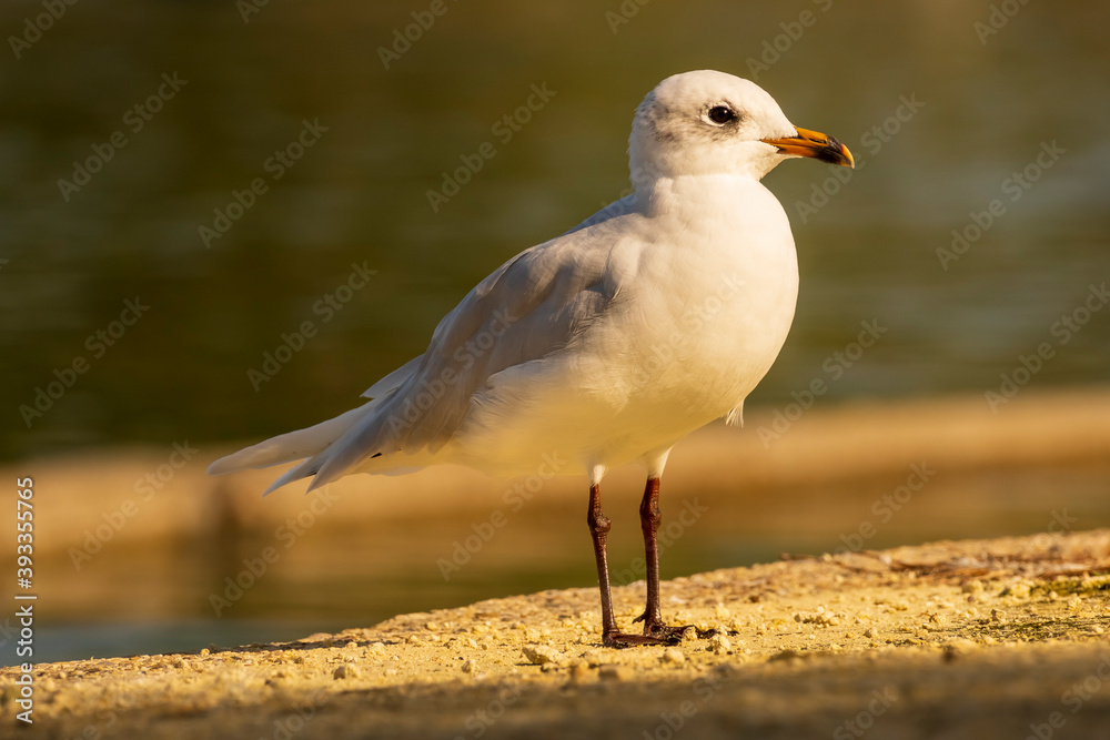 Mediterranean GullIchthyaetus melanocephalus Costa Ballena Cadiz Mediterranean GullIchthyaetus melanocephalus Costa Ballena Cadiz