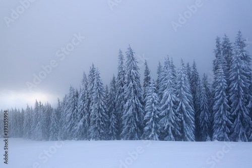 Mystical foggy forest of the beech trees. Autumn landscape. The early morning mist. Meadow covered with fallen orange leaves. Natural landscape. Free space for text.