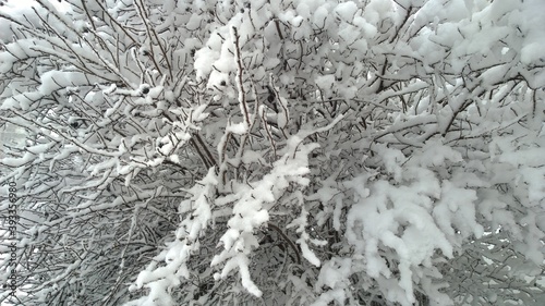 White snow covered branches of tree. Winter background. Beauty in nature. Snowfall. Cold weather  chilly. Blizzard  poor visibility. Frosty. Ecology concept. Wallpaper. Coldest season. Environment.