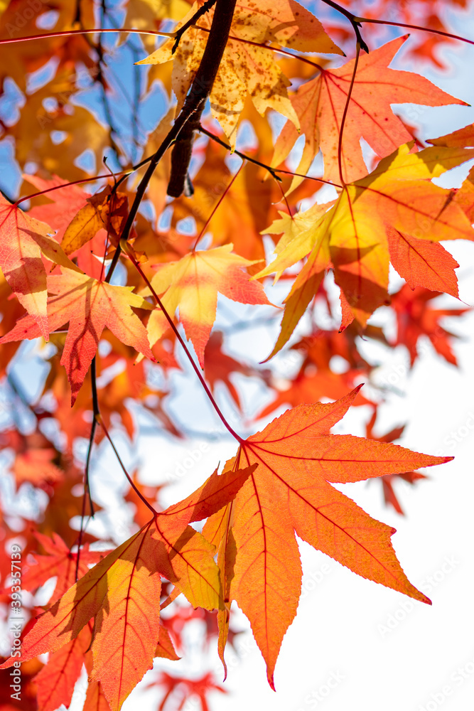 Beautiful colorful maple leaves on a tree in autumn sunny day. Lush foliage backlit with golden sunlight. Vertically oriented.