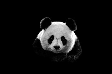 Portrait of panda with a black background
