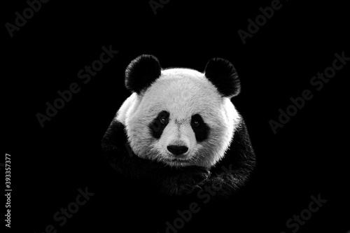 Portrait of panda with a black background photo