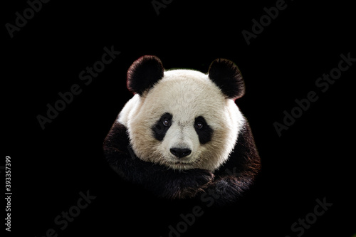 Portrait of panda with a black background photo