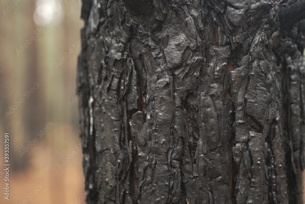Obraz premium burnt tree bark close up 