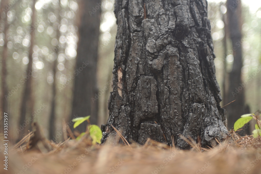 Obraz premium burnt tree bark after the fire