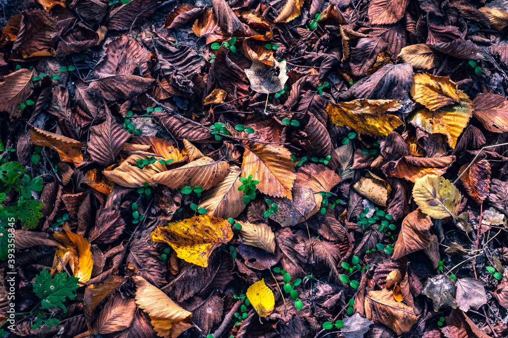 Autumn leaf fall. Maples and chestnut trees shed their leaves. Golden autumn. Autumn leaf fall. Maples and chestnut trees shed their leaves. Golden autumn.