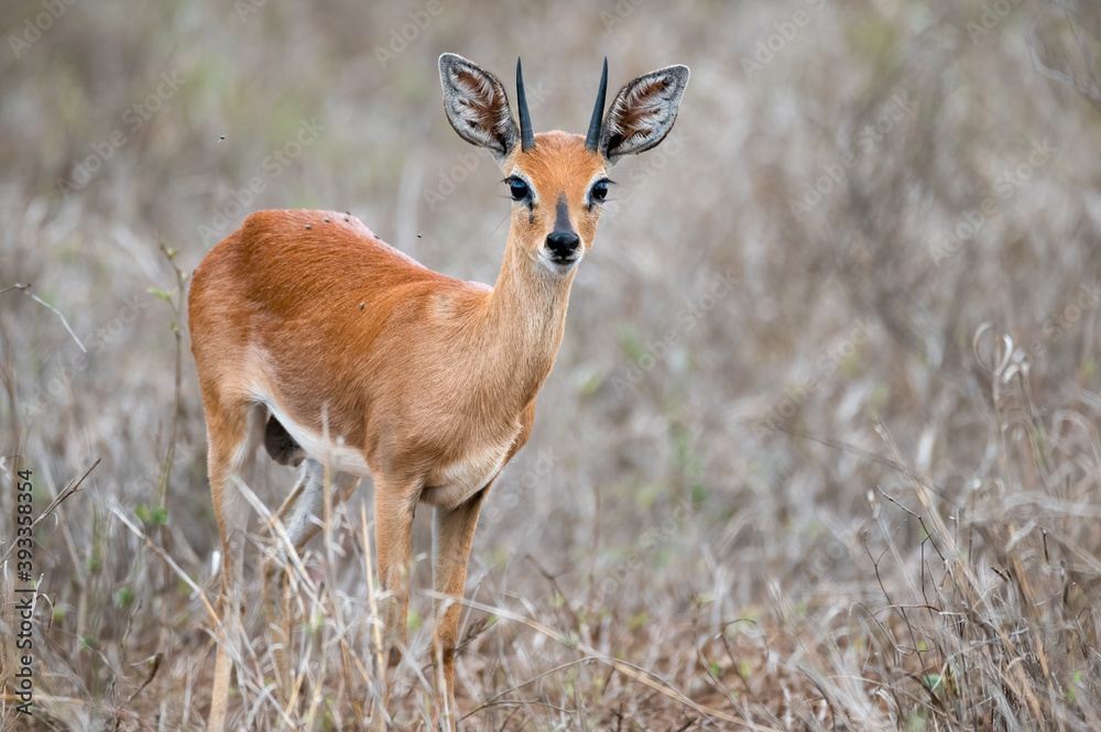 Steenbok in the open standing alert and staring at the human intrusion 