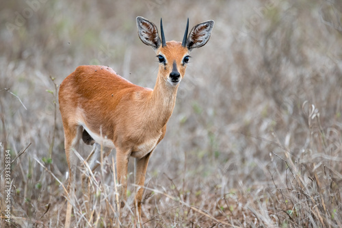 Steenbok in the open standing alert and staring at the human intrusion  photo