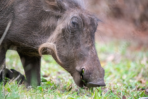Portrait of a warthog on its knees grazing on shortly cropped fresh green grass photo