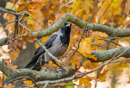 Hooded Crow (Corvus cornix) perched on Tree Branch in the Autumn Foliage with Fall Colours
