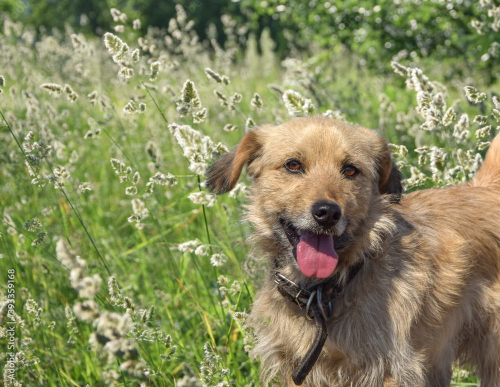 Dog in the grass lit by the sun