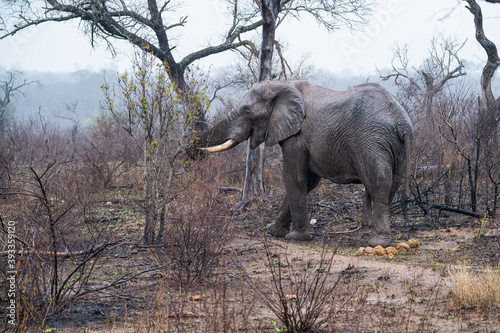 Lone African elephant bull in the rain browsing on fresh shoots from recently burnt veldt