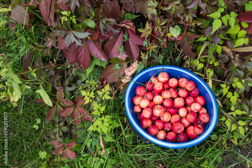 Harvest. Bucket of freshly picked crab apples. The bucket stands on the bright green grass against the bright autumn foliage. Space for text