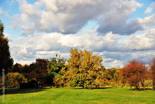 autumn landscape with trees