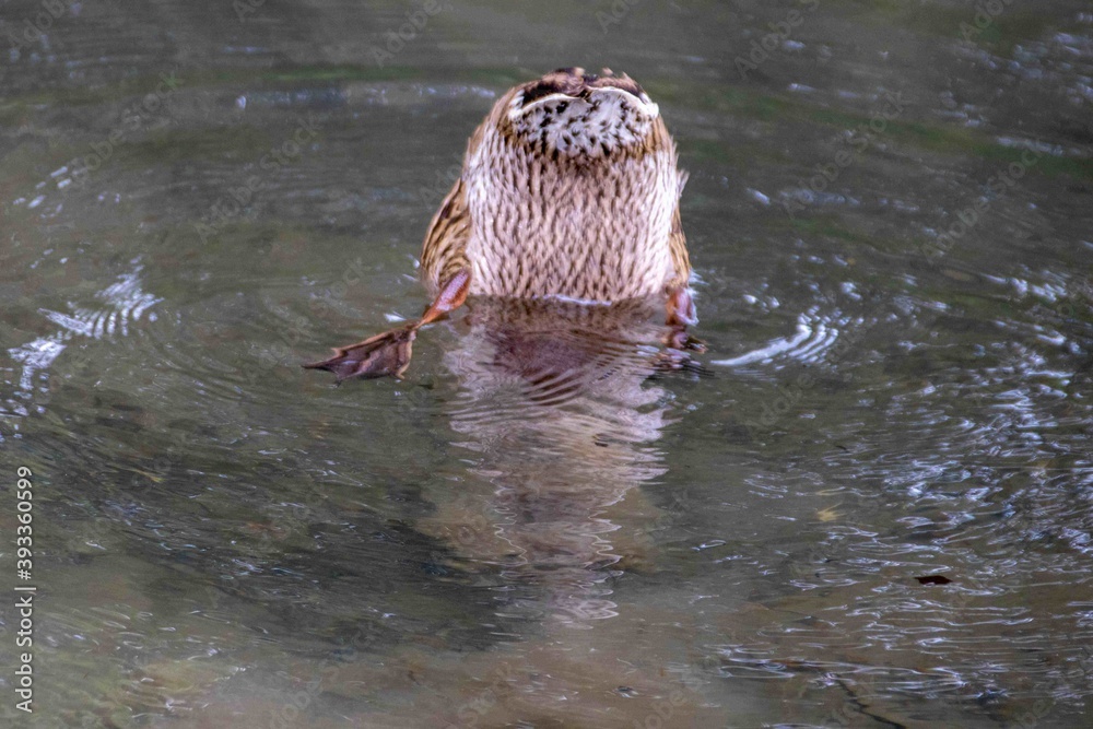 Fototapeta premium upside down duck in the pond