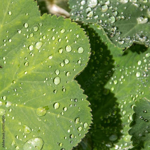 raindrops on the leaves of a big rooted geranium photo
