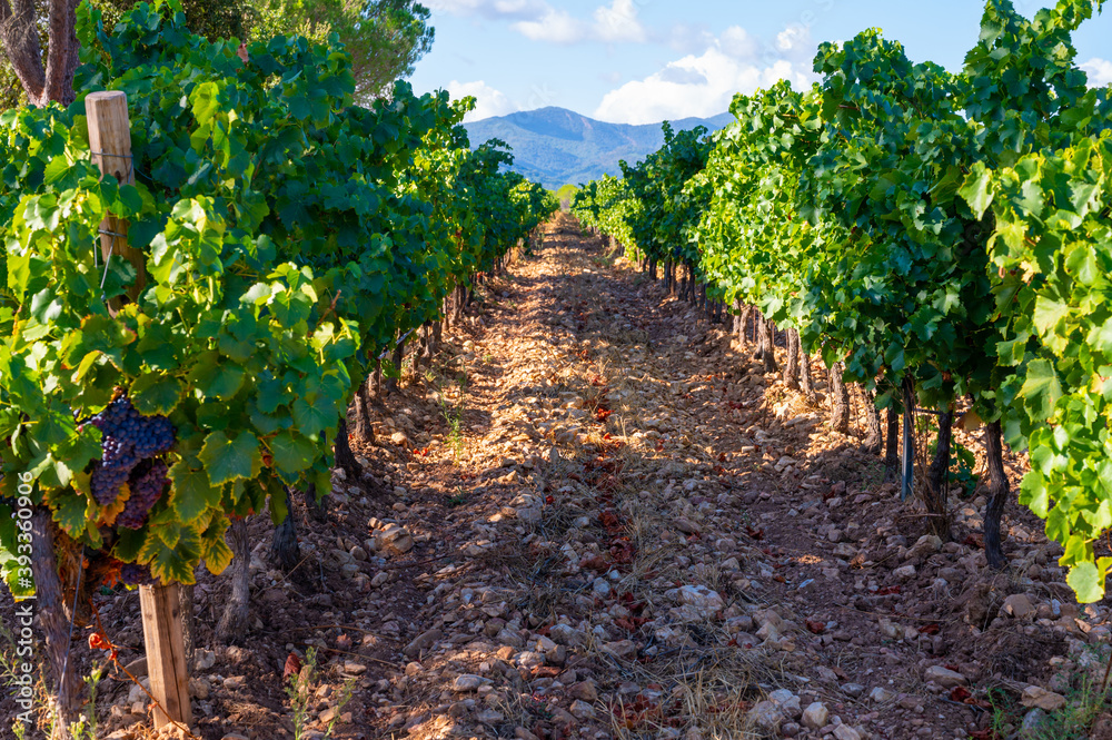 Obraz premium Rows of ripe wine grapes plants on vineyards in Cotes de Provence, region Provence, south of France