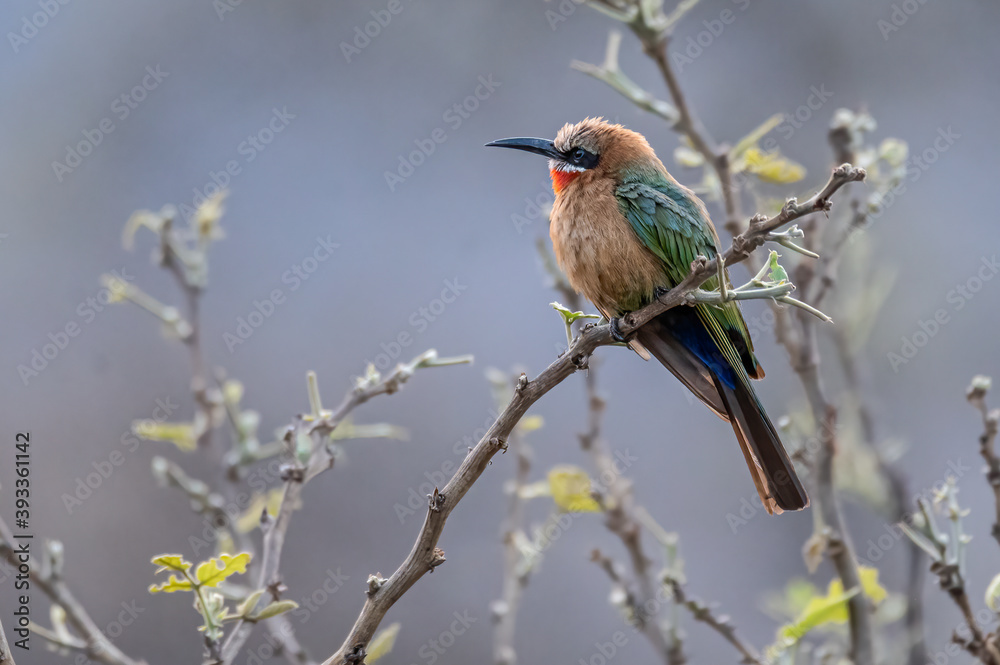 white-fronted bee-eater on a perch close to the colony nesting site