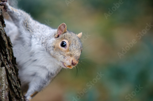 Brown and grey squirrel in close-up hanging on a tree in the Wardown Park, England.