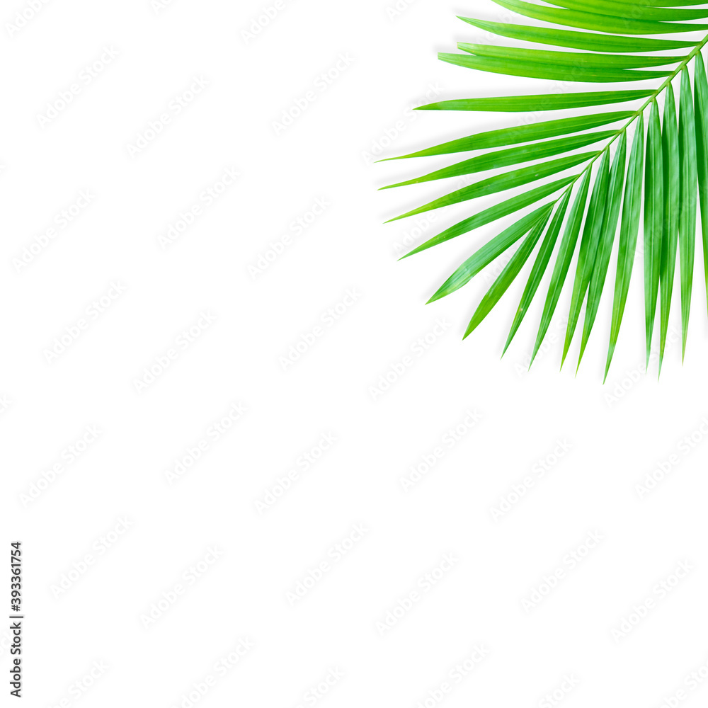 Fototapeta premium Real tropical leaves set pattern backgrounds on white.flat lay