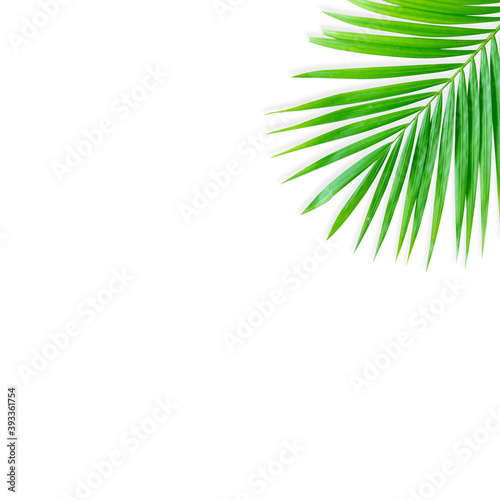 Real tropical leaves set pattern backgrounds on white.flat lay