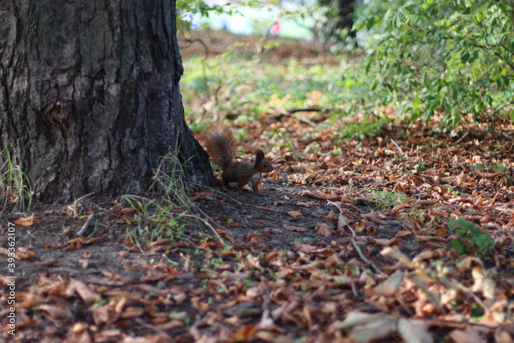 squirrel in the woods squirrel in the woods