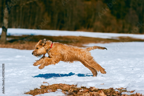 Pedigree irish soft coated wheaten terrier dog actively running on snow in park, outdoor domestic animal activities photo