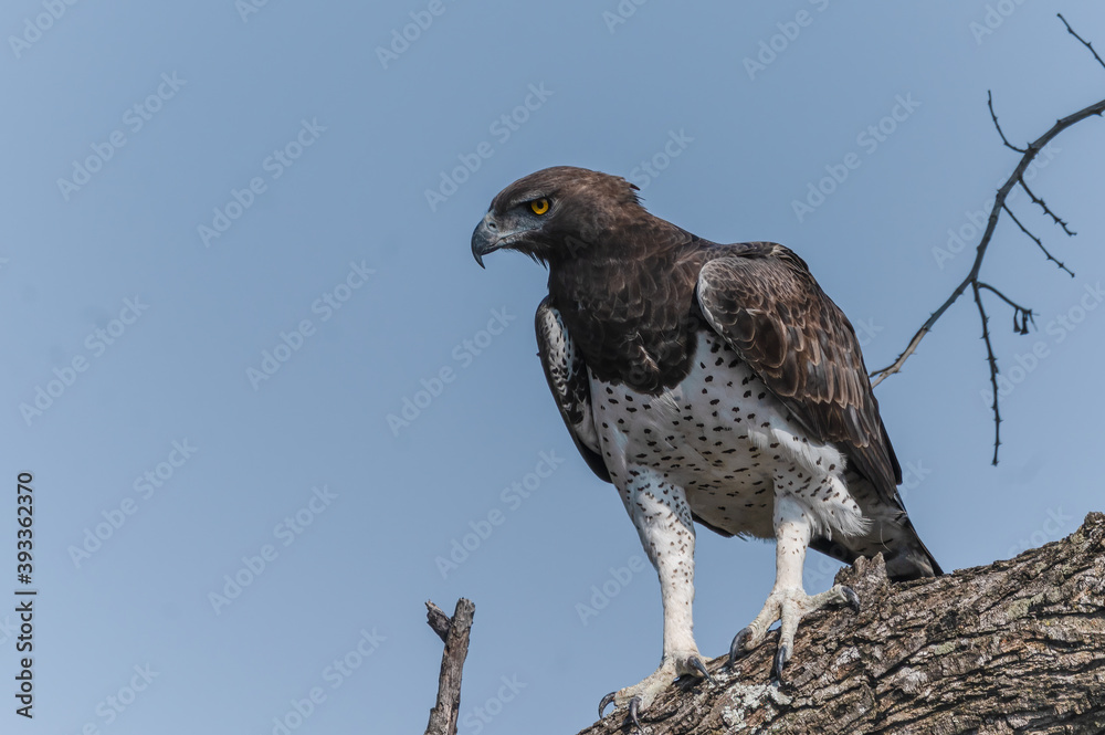 Impressive Martial Eagle peering at the bush in close proximity to his perch Impressive Martial Eagle peering at the bush in close proximity to his perch