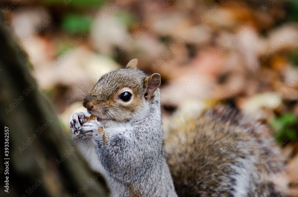 Squirrel by the tree in close-up munching on food in Luton Wardown Park, England. Squirrel by the tree in close-up munching on food in Luton Wardown Park, England.
