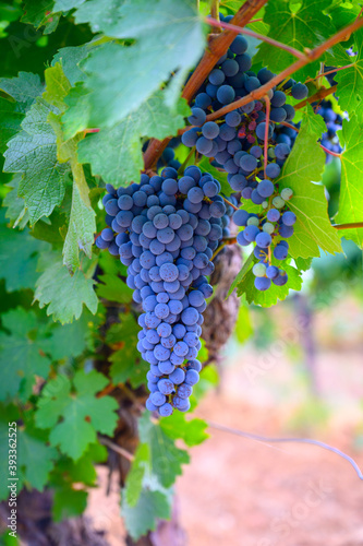 Ripe black or blue syrah or grenache wine grapes using for making rose or red wine ready to harvest on vineyards in Cotes  de Provence, region Provence, south of France photo