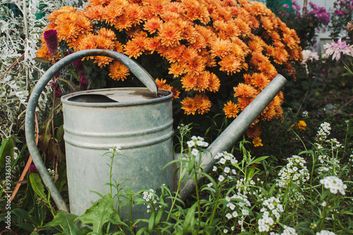 Metal watering pot staying behind of orange flowers in the garden