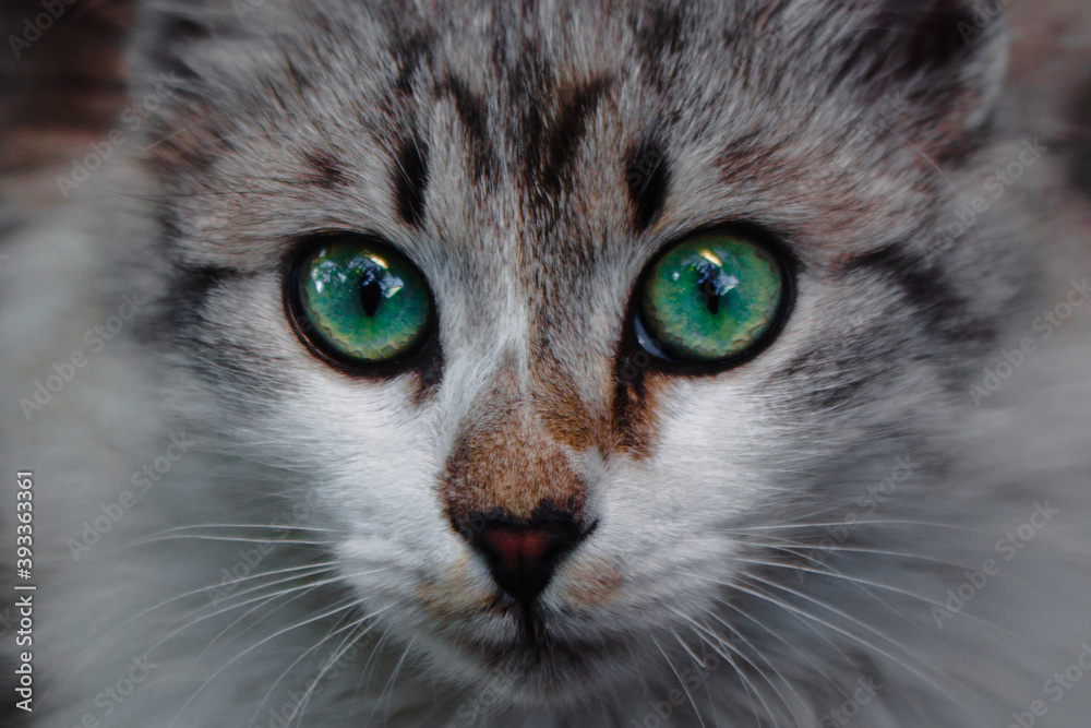 Close up of white and grey kitten with green eyes. Cute little cat