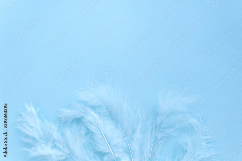 Fototapeta premium Blue background with blue bird's feathers, copy space