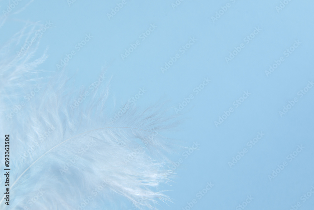 Blue background with blue bird's feathers, copy space Blue background with blue bird's feathers, copy space