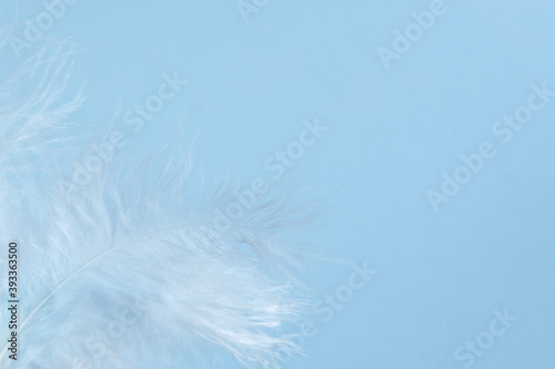 Blue background with blue bird s feathers  copy space