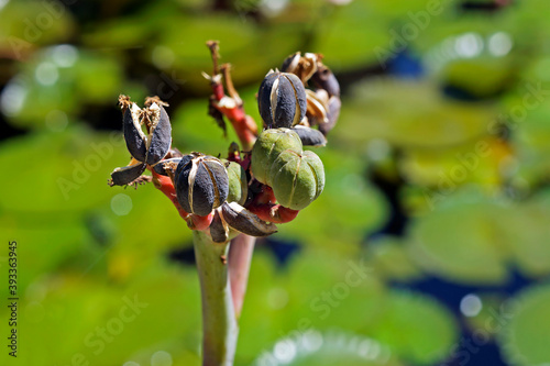 Buddha belly plant seeds, (Jatropha podagrica) photo