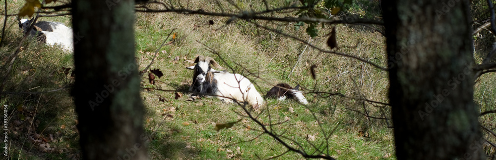 Chèvre couchée