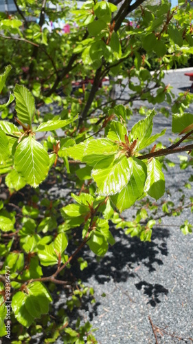 Green Tree Background