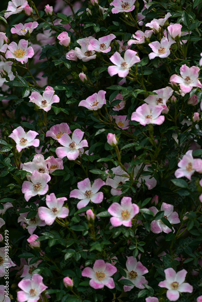 pink flowers in the garden roses pink flowers in the garden roses