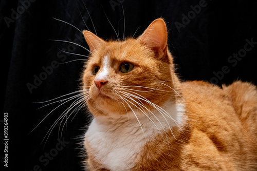 Portrait of domestic ginger cat © Anders93