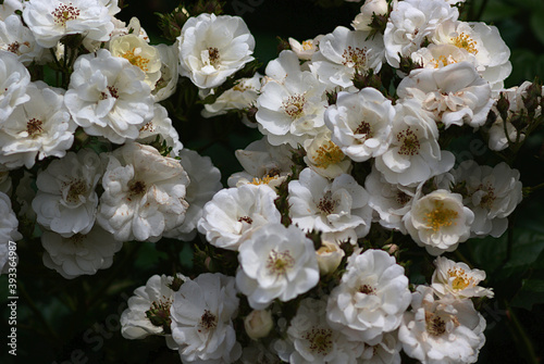 white flowers in the garden roses © osamu sakairi