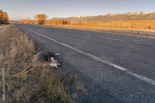 Deer carcass got hit by car beside the road. 