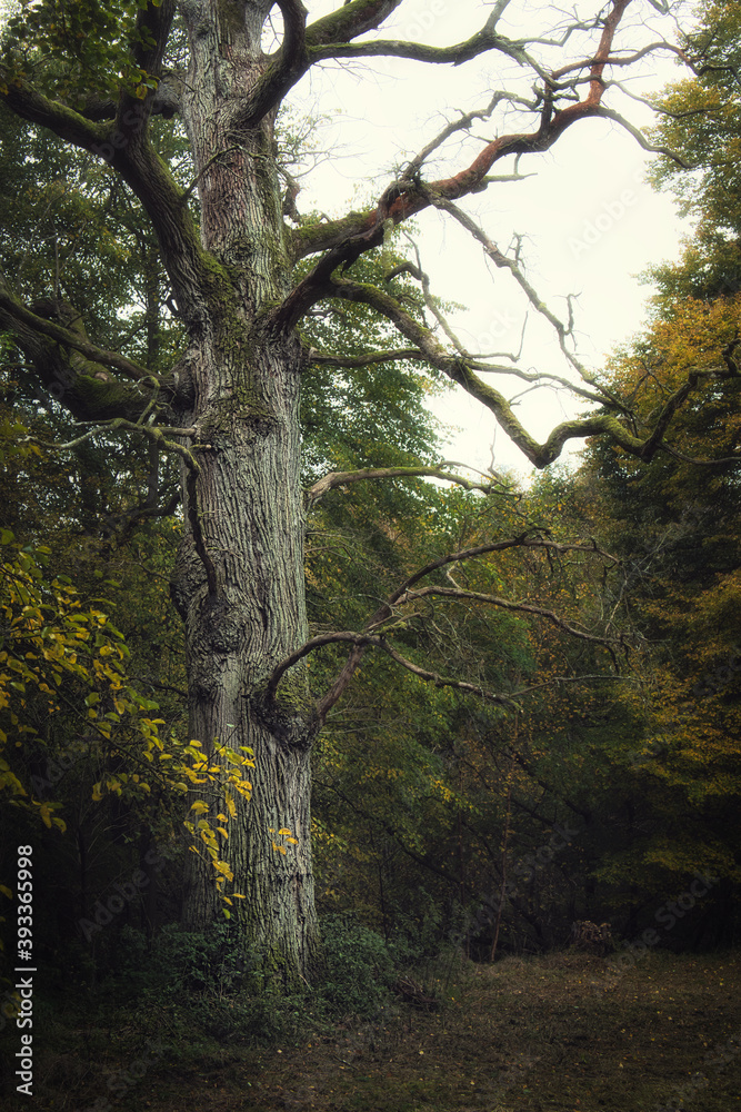 Fototapeta premium trees in the forest