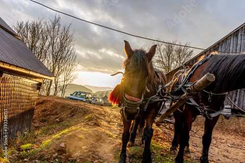 horse carriage in the mountains of Romania © Stuhlmuller Monica